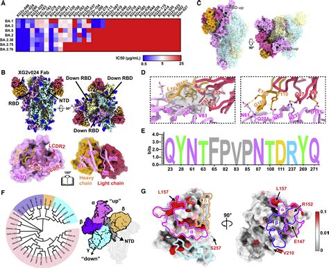 Characterization Of The Enhanced Infectivity And Antibody Evasion Of