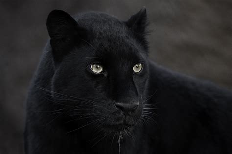 Foto De Uma Pantera Negra - Após 100 anos sem ser registrada, pantera negra é fotografada na África ...