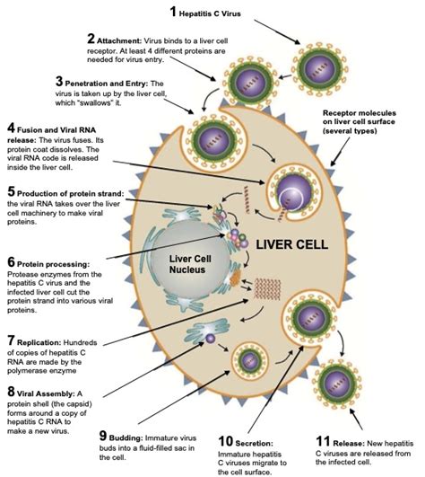 HCV Life Cycle International Association Of Providers Of AIDS Care