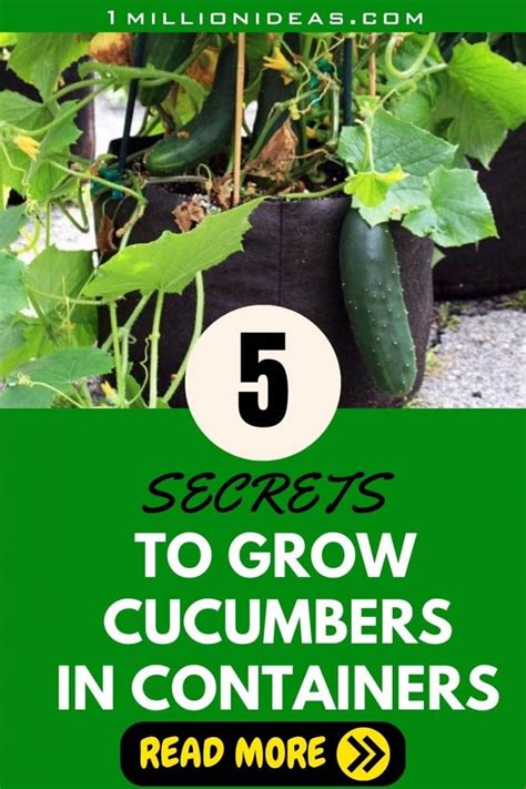 5 Simple Secrets To Growing Cucumbers In Containers Successfully