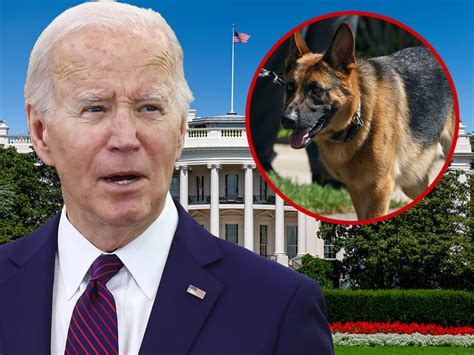 El Perro Del Presidente Biden Mordió En 24 Ocasiones A Agentes Del