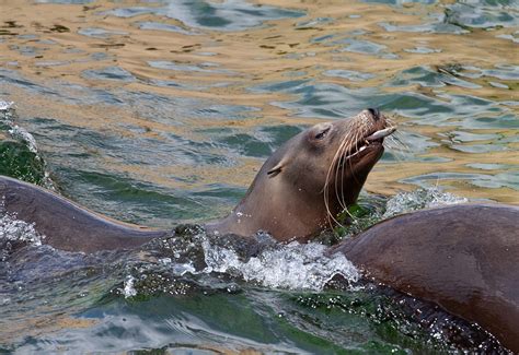 Seelöwe Seelöwen Im Wasser Female Kostenloses Foto auf Pixabay Pixabay