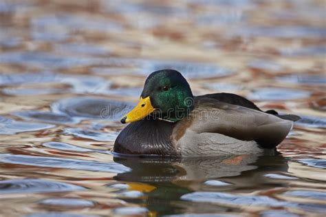 Mallard Anas Platyrhynchos Kaczki M Ska Pozycja Na Brzeg Jezioro Woda