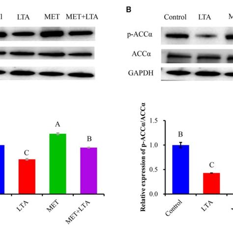 Expression Of Proteins Related To The Ampk Signaling Pathway The