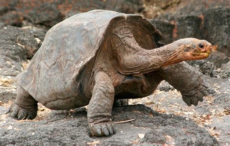 Tortuga Gigante De Las Galápagos