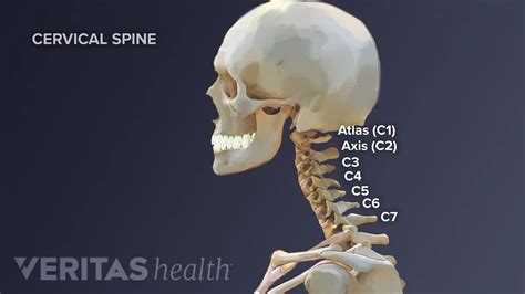 Cervical Vertebrae Biology Simple