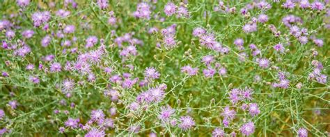 Spotted Knapweed The Idaho Weed Awareness Campaign