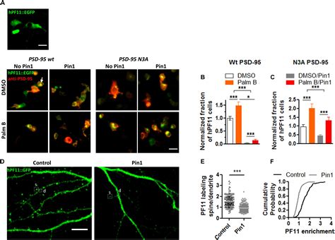 Frontiers Pin1 Binding To Phosphorylated PSD 95 Regulates The Number