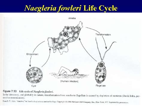 Histomonas Meleagridis Cosmopolitan Parasite Of Birds In The