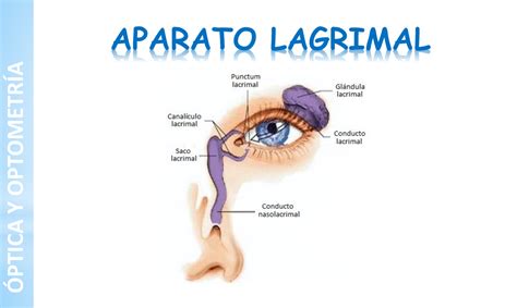 Aparato Lagrimal APARATO LAGRIMAL ÓPTICA Y OPTOMETRÍA posee permite