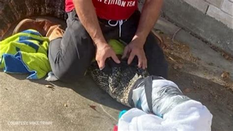 Alligator Sighting On Camera 11 Foot Gator Captured Strolling Through