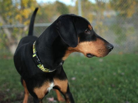 Doby Doberman Pinscher