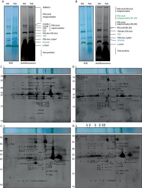 Identification of possible presence of thylakoid proteins by 2D... | Download Scientific Diagram