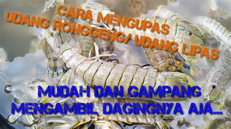 Udang Ronggengudang Lipasudang Mantis Cara Mengupas Yang Benar