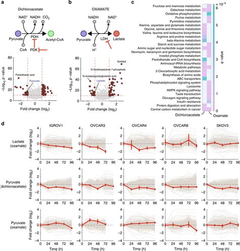 Analysis Of Transient Dynamic Metabolic Changes Upon External