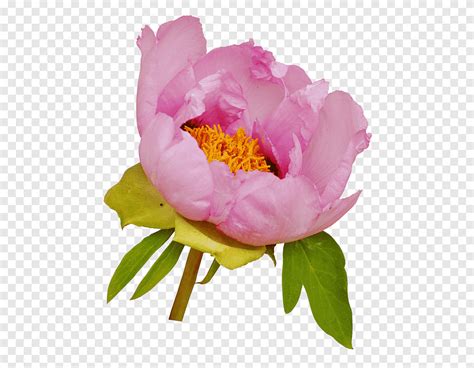 Moutan Peony Pink Flowers Flower Annual Plant Flower Png PNGEgg