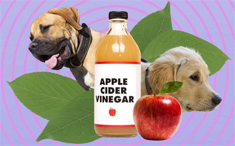 5 Health Benefits of Apple Cider Vinegar for Dogs – Yumwoof Natural Pet Food