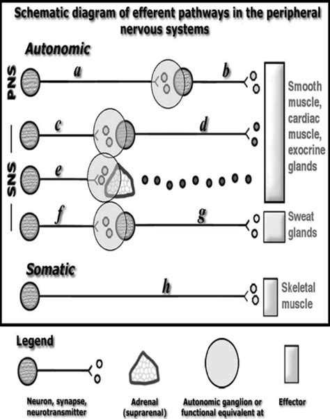 The Quizzes About Autonomic And Somatic Nervous System Pharmacology Part 1 Medquizzes