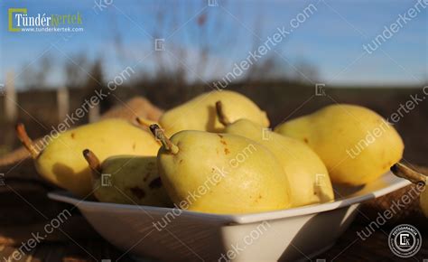 Santa Maria K Rte Pyrus Communis Santa Maria K Rte Gy M Lcsfa