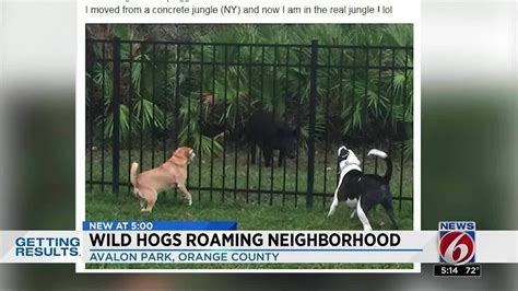 Wild Hogs Wreak Havoc In Orange County Neighborhood Youtube