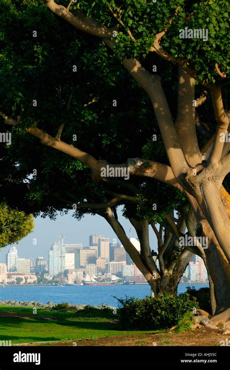 View of downtown from Harbor Island San Diego California Stock Photo ...