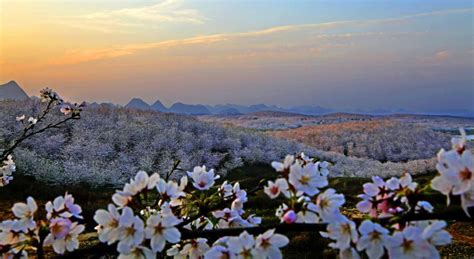 Cherry Blossoms Burst In Guizhou Province