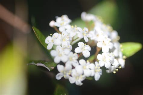 Walter S Viburnum Hoot Acre Farm