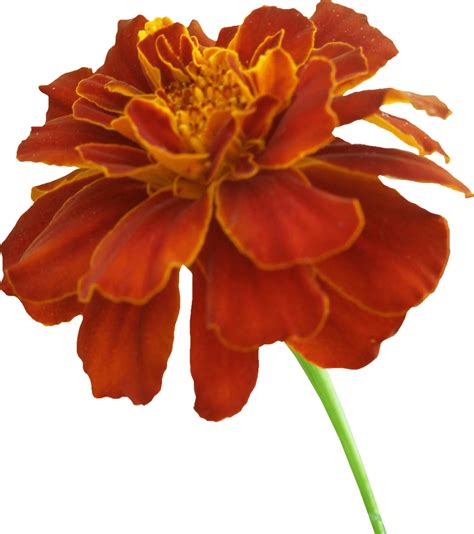 Marigold Flower Png Vector Psd And Clipart With Transparent Images