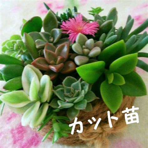 多肉植物 寄せ植え 詰め合わせ おまかせカット苗 可愛い詰め合わせ 育てやすいの通販 By ＊naon′s ＊shop＊｜ラクマ