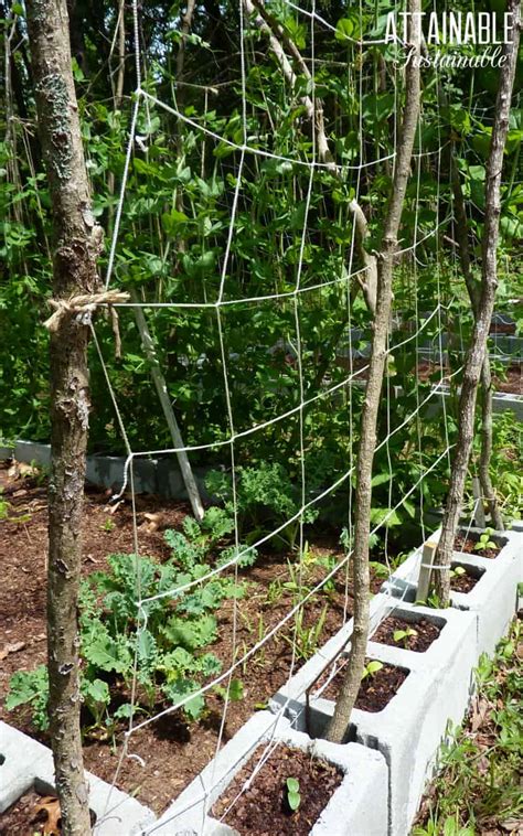 Garden Trellis For Vegetables At Melinda Romero Blog