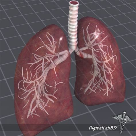 human lungs anatomy 3d model