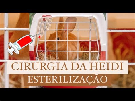 A HEIDI FOI OPERADA DIA DA CIRURGIA ESTERILIZAÇÃO YouTube