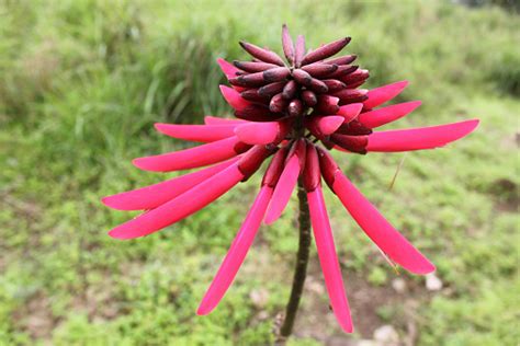 Flower Stock Photo Download Image Now Flower Galapagos Islands