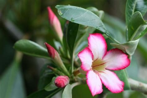 How To Grow Desert Rose Yates Australia