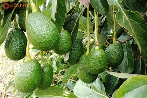 WHY ENGAGE OXFARMAG LTD IN THE JOURNEY OF HASS AVOCADO FARMING