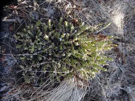 African Plants A Photo Guide Euphorbia Jubata L C Leach