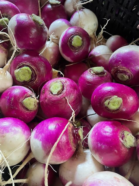 Purple Top Turnip Seeds Three Forks Seeds