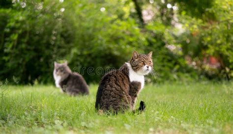 Two Cats On Garden Table On Sunny Patio Stock Image Image Of Longhair