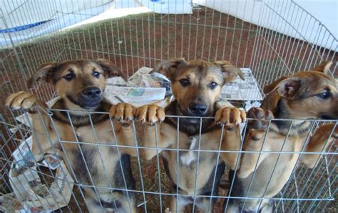 G1 Zoonoses realiza feira de doação de animais neste sábado em Tietê