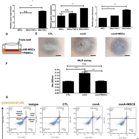 Immune Modulation Of Cam Mscs In Vitro Gene Expression Related To