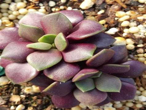 Como Cuidar De Sedum Anacampseros Veja Dicas Para Cultivar Plantar