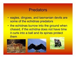 Tristan the echidna | PPT