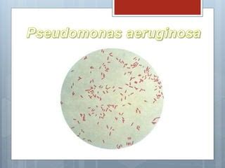 Familia Pseudomonadaceae Genero Pseudomonas Y Genero Azotobacter Ppt