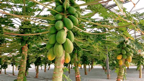 Cultivo De La Papaya En Invernadero