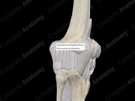 Subcutaneous Prepatellar Bursa Complete Anatomy