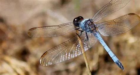 Identifican En Brasil Nueva Especie De Lib Lula Con Cuerpo Azul Epic