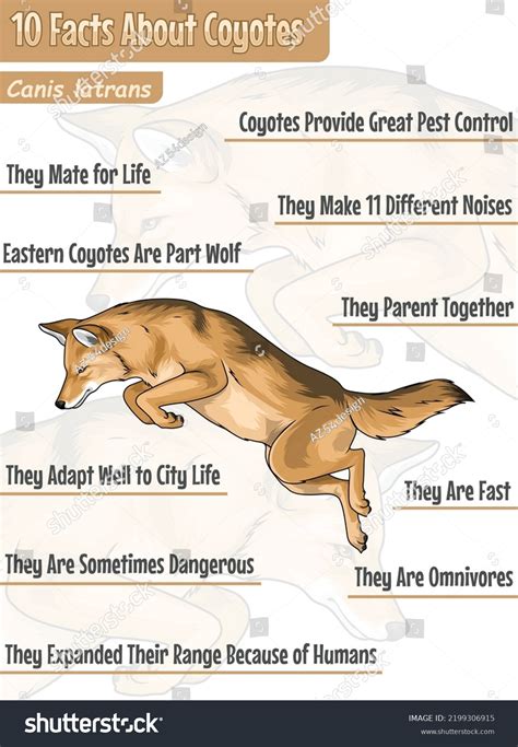 10 Facts About Coyotes Illustration Vector Stock Vector Royalty Free