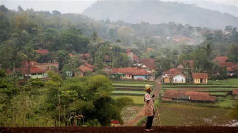 Adu Bagong Duel Mengerikan Babi Hutan Dan Anjing Dilarang Pemda Jawa