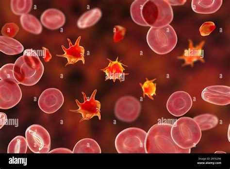 Human Blood Smear Platelets Hi Res Stock Photography And Images Alamy