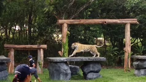 Gendis Lihat Pertunjukan Harimau Di Taman Safari Part 4 Youtube